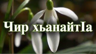 Седакъет Керимова: Чир хьанайтIа