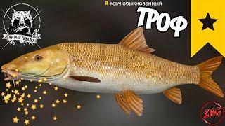 УСАЧ ОБЫКНОВЕННЫЙ  ТРОФ о. МЕДВЕЖЬЕ ⭐ РУССКАЯ РЫБАЛКА 4 | RUSSIAN FISHING 4