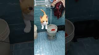pani thanda h kya #trending #shorts