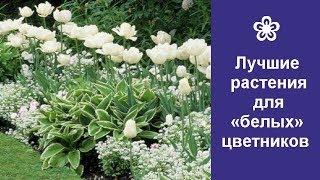  Лучшие растения для «белых» цветников