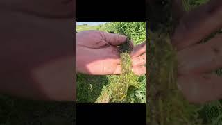 Ohhhhh NO! What did I HIT?! #shorts #foryou #funny #masseyferguson #mowing #fail