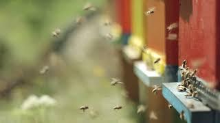 Bees fly to the apiary