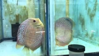 How to get discus to breed at wattley discus