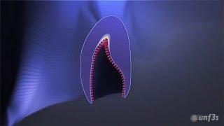 Tooth development - Crown formation