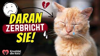 6 Fehler, die deine Katze seelisch zerbrechen lassen