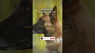 Köpekler rüya görürler mi ?  #bilgi #animals #keşfet #hayvanlar