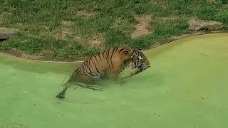 Amur Tiger at Louisville Zoo 8/31/24