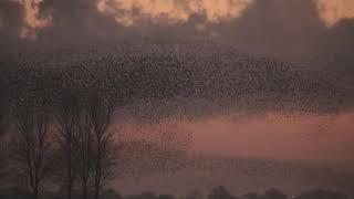 Starling Murmuration