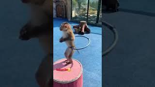MONYET JOGET AJOJING LUCU NGAKAK || ANIMALS || #animals #shorts #suarahewan #monyetlucu #ajojing