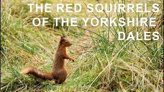 Red Squirrel wildlife photography Yorkshire