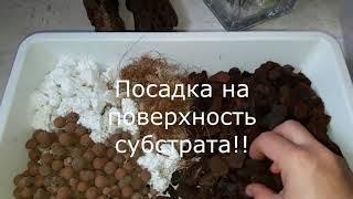 Каттлея пересадка ч.3