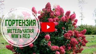 Сорта гортензии  Гортензия WIM's RED  Обзор hitsadTV