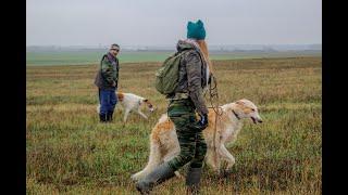 Испытания по зайцу среди борзых 2019. Беларусь.