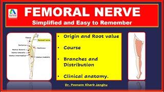 Femoral nerve | Femoral nerve anatomy | Femoral nerve - course, branches, distibution |