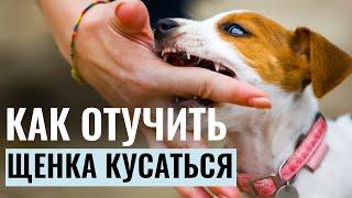 Как ОТУЧИТЬ ЩЕНКА КУСАТЬСЯ? Секреты успешного воспитания собаки