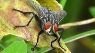 Fly cleaning itself Macro FullHD