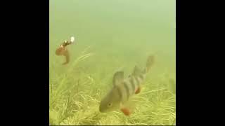 best fishing compilation videos Рыбалка Baliq ovi videolari
