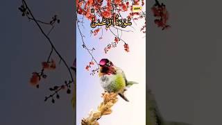 Beautiful Recitation || Surah Al-Rehman || Allah's Gift ||Viral#fooddiscovery