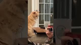 Funny cat trying to break the glass #shorts#angry cat