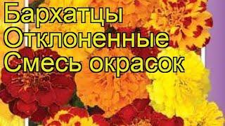 Бархатцы отклоненные Смесь окрасок. Краткий обзор, описание характеристик, где купить семена