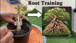 How to Train and Radiate Adenium Roots for Stunning Growth | Step-by-Step Guide