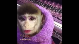 Прикольная подборка видео с обезьянками. LOVELY MONKEYS