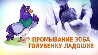 Промывание зоба голубю - уникальный действенный способ - помощь при закупорке зоба