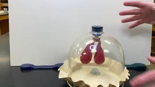 Bell Jar Lung Model Video