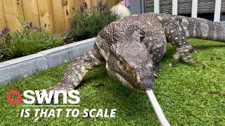 Meet Rex - the 18kg monitor lizard who lives with family-of-four and even goes out for walks | SWNS