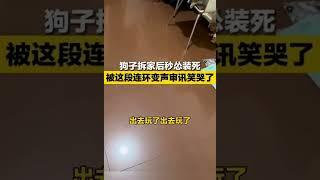 狗狗拆家後秒怂裝死，被這段連環變聲審訊笑哭了 ， 網友：太逗了！