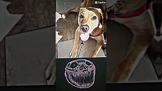 Troll #shorts #short #cp #troll #trending #stella #song #marshmello #music