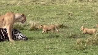 Lion cubs eating their first meat