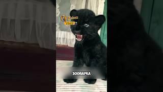 Необычный окрас леопарда  #животные #милыеживотные