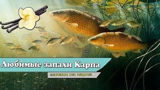 Запахи которые Карп чувствуют за километр! Какие запахи привлекают карпа