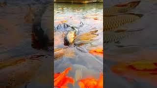 5 Surprising Facts About KOI Fish