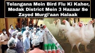 Telangana Mein Bird Flu Ki Kaher, Medak District Mein 3 Hazaar Se Zayed Murgi'aan Halaak | AHN News