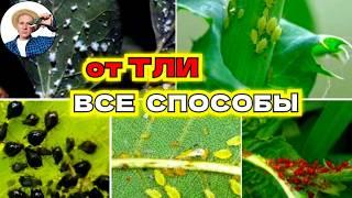 Тля в саду и огороде? Все способы борьбы с вредителем!