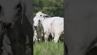 #gima #shorts #video