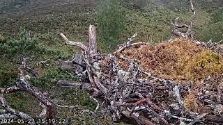 A Chaffinch chases a butterfly and a Jay also visits Loch Arkaig Osprey Nest One 27 May 2024 (zoom)