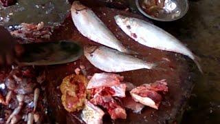 Sprats Fish Cutting | European Sprat Fish Cutting | Fastest Fish Cutting Videos