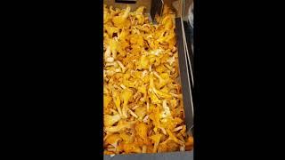 #chanterelles #chanterell #mushrooms #kantarellsvamp #kantarell #deliciousmushrooms #shorts