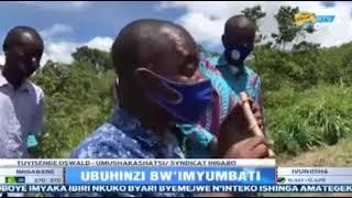 IGITI KIMWE CY'UMWUMBATI GISHOBORA KWERA IBIRO 50-UBUSHAKASHATSI BWAKOZWE NA SENDIKA INGABO