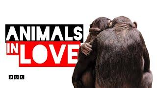 Animals in Love | BBC Select