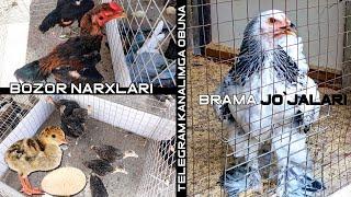 Qoraqamish bozori narxlari // Dakanlar, bramalar, induklar, feniks tovuqlar // Zotdor tovuq jo`jalar