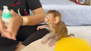 Pitiful Newborn Baby Monkey Moaning Voice Hungry Drink Milk