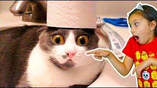 НЕВЕЗУЧИЕ КОТЫ! ЛУЧШИЙ НЕ ЗАСМЕЙСЯ ЧЕЛЛЕНДЖ! Funny Cats Попробуй не засмеяться Валеришка