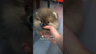 Справится с охраной?  #собака #шпиц #померанскийшпиц #pomeranian #собаки #pom #щенок