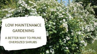 Pruning Oversized Shrubs - an easier way | Garden Advice by PlantPlots