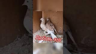Любовь #pigeon #kabootar #голуби #kabutar #tauben #birds #птицы #pigeonlover #любовьиголуби