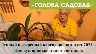 Голова садовая - Лунный посадочный календарь на август 2021 г. Для кустарников и многолетников